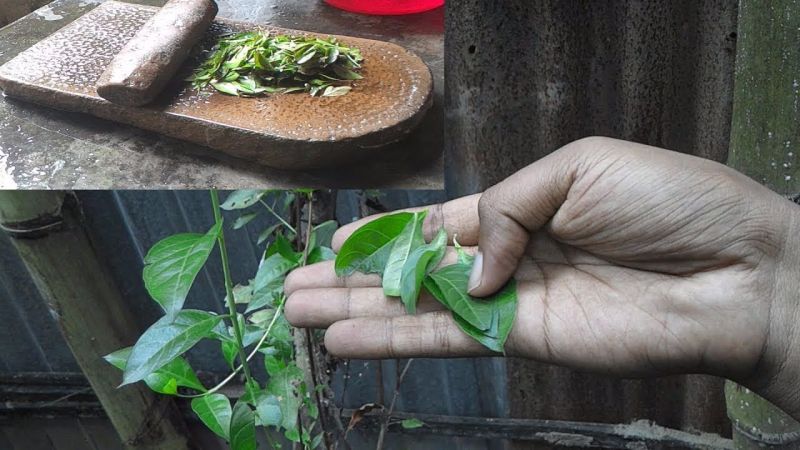  Mehndi Leaves