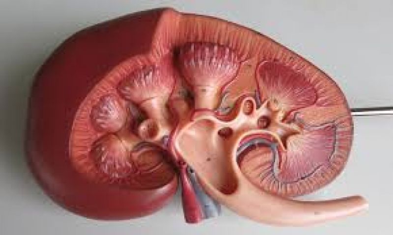 villagers are facing kidney related problems in chhattisgarh villagers are facing kidney related problems in chhattisgarh