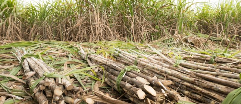 sugarcane
