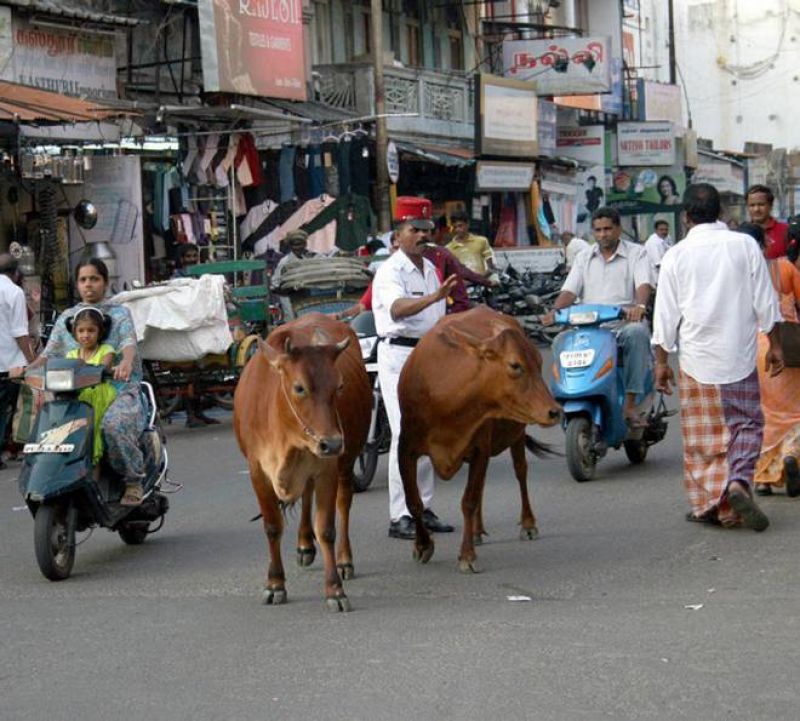 Raipur Cattle 