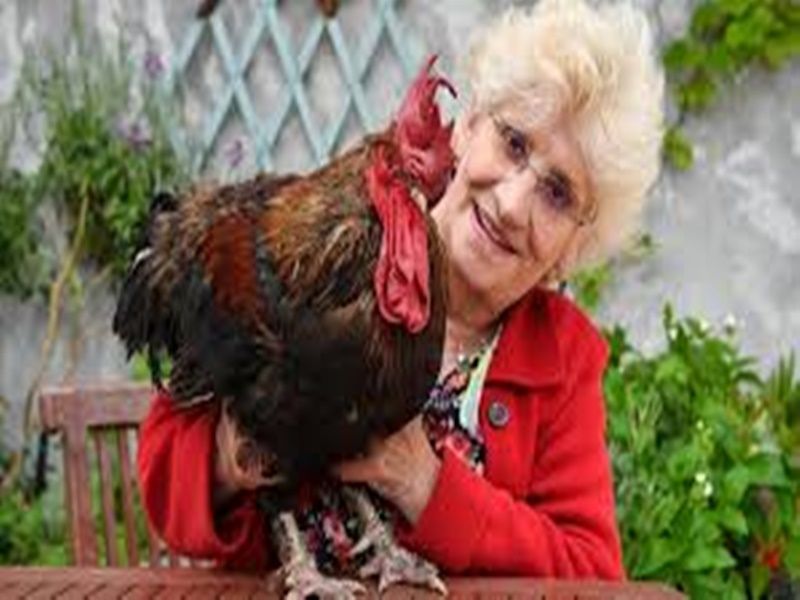 Rooster wins french court battle over right to make noise