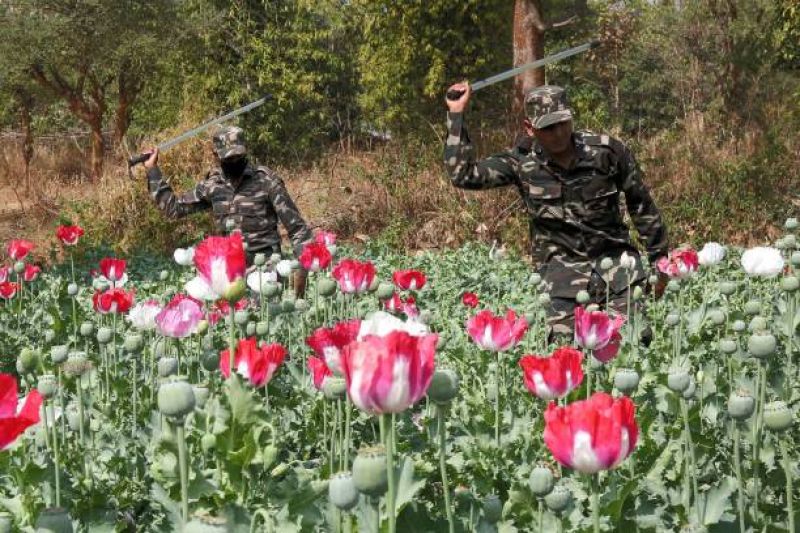 JhJharkhand Police destroy an illegal opium cultivation at Khunti 