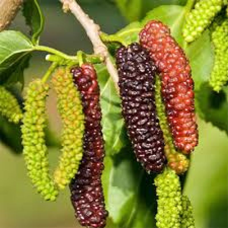 Mo mulberry cultivation