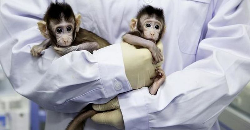 Moderna vaccine certified to protect monkeys against Coronavirus during study