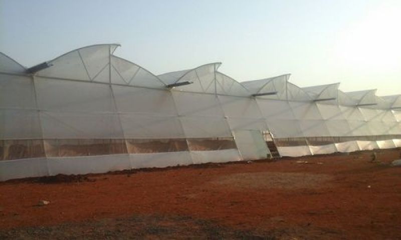 naturally ventilated polyhouse