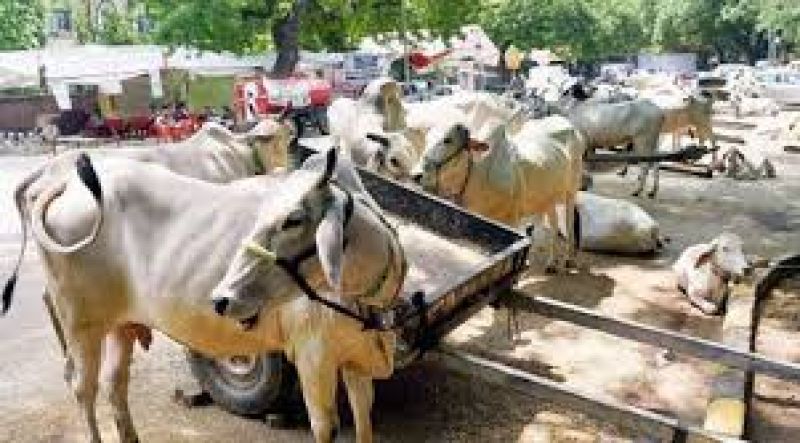 India 's First Cow Sanctuary