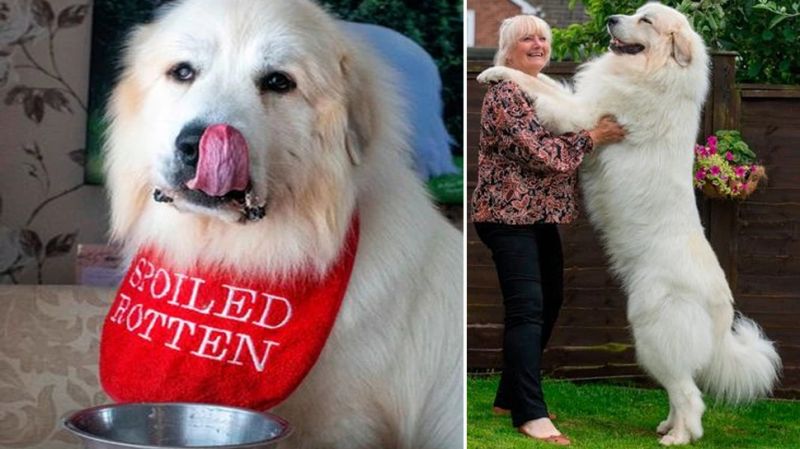 No value for hobby, 30 lakh bus kept for walking the dog