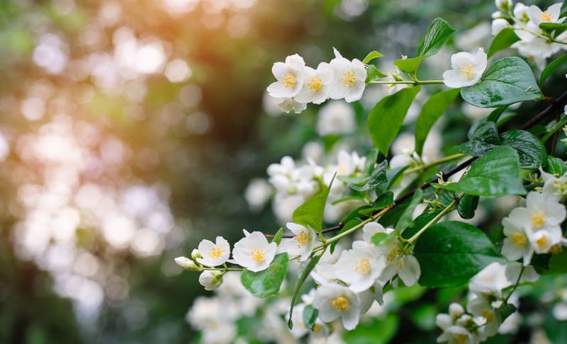 Jasmine Flower