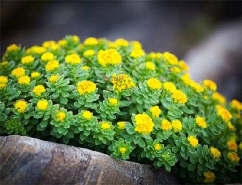 Sanjeevani plant solo in Ladakh 