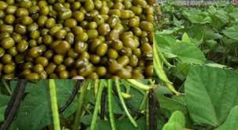 Sowing Moong after Wheat