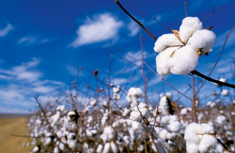 Cotton Farming Cotton Farming