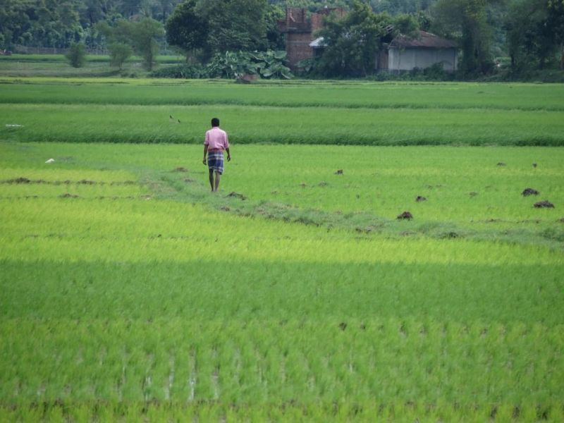 paddy farming 