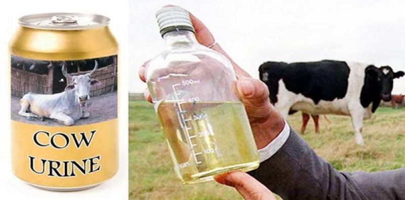 Cow urine Cow urine