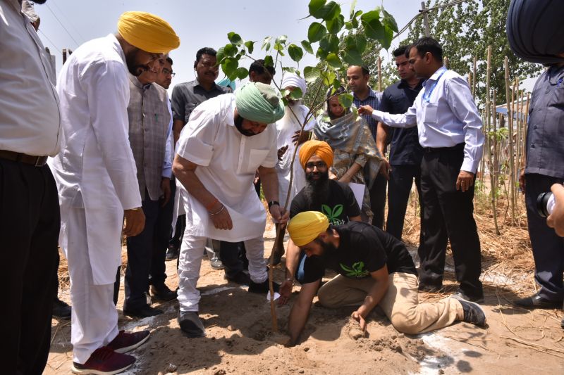 Captain Planting plant