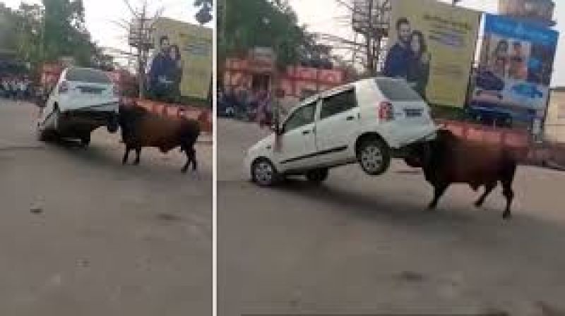 Viral Video of Bull