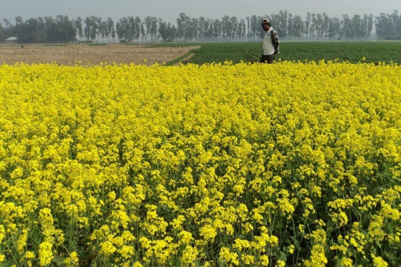 Mustard Farming