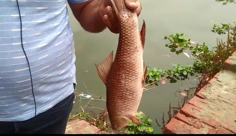 Female sarpanch accused of killing fish