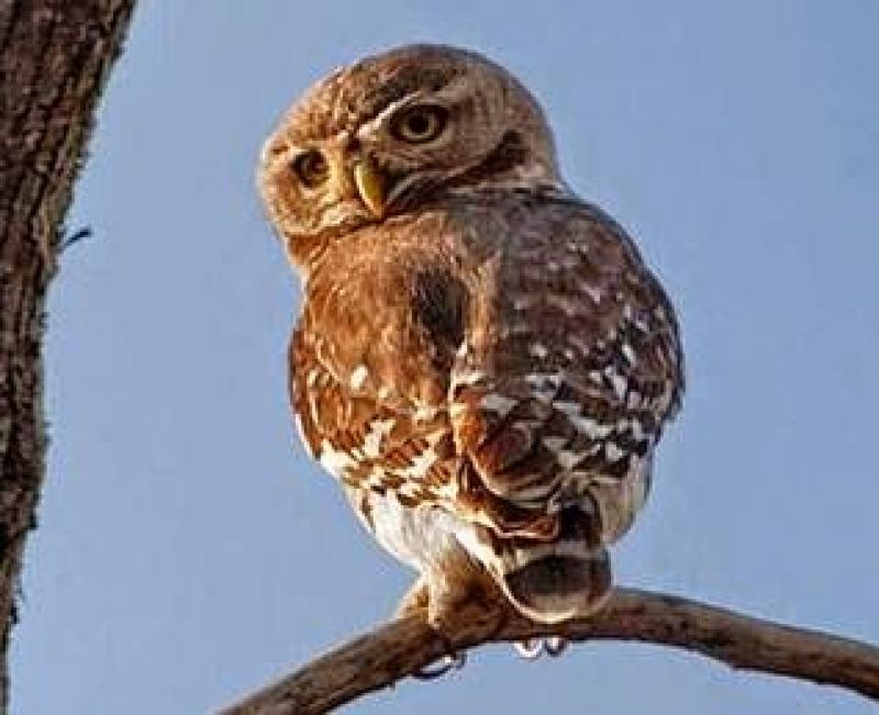 owl