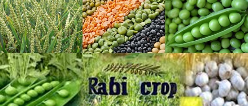 Rabi Crops Rabi Crops