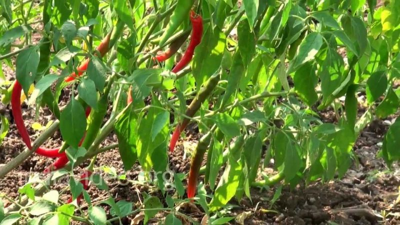 Chilli Farming