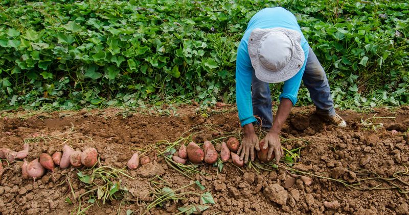 Sweet Potato Farming