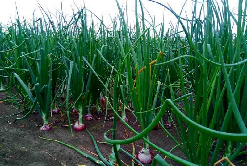 Onion Farming 