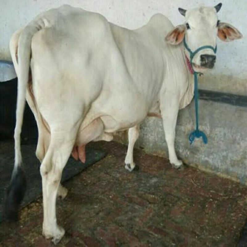 Haryana Cow