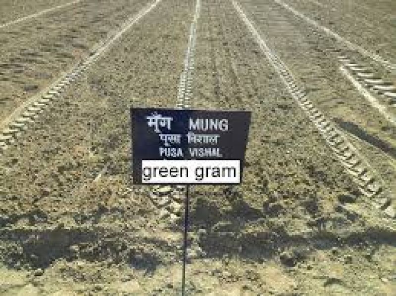 Sowing Moong after Wheat