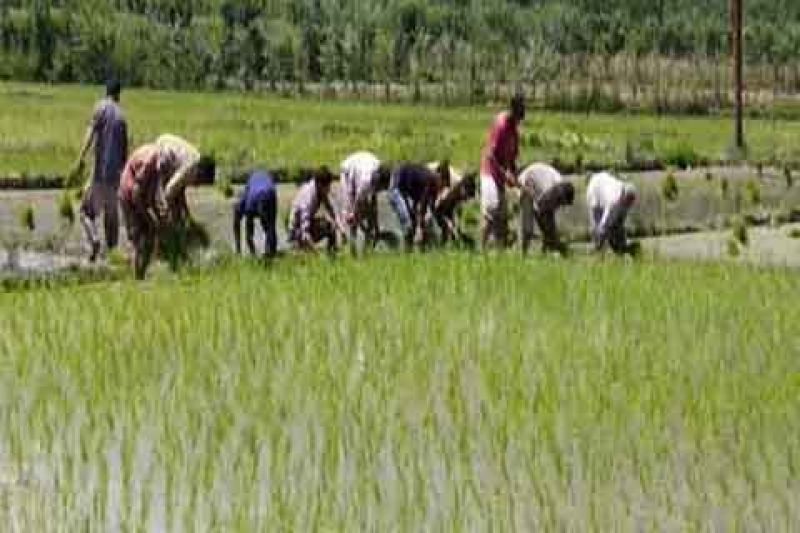 punjab paddy season start from today punjab paddy season start from today