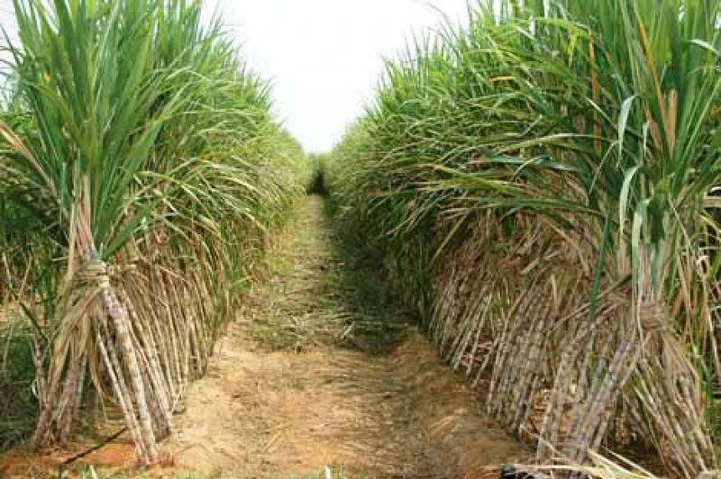 Sugarcane Field 