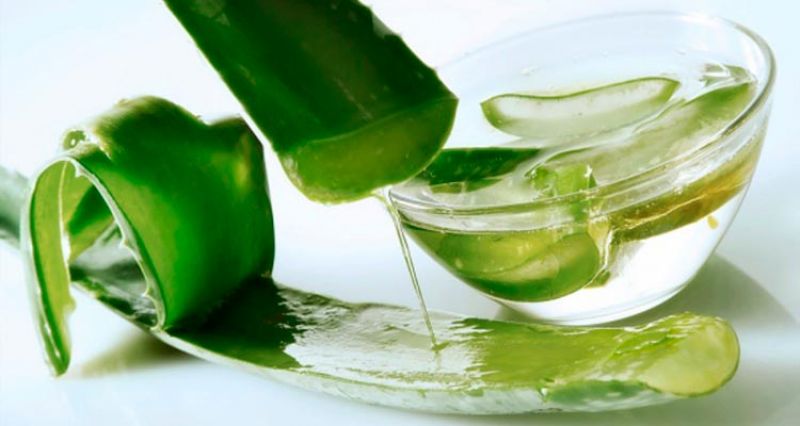 Aloe Vera Aloe Vera