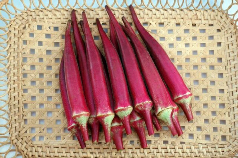 Red Ladyfinger 