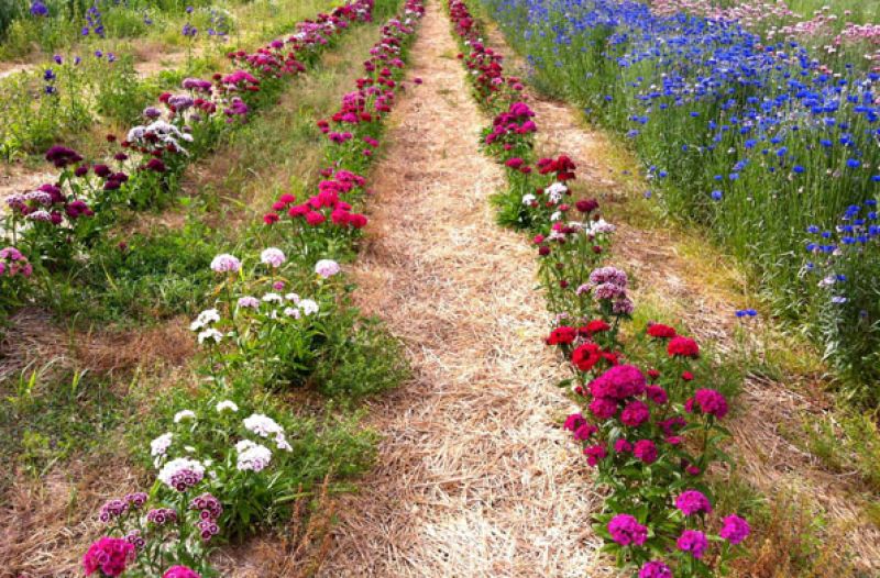 flower farming