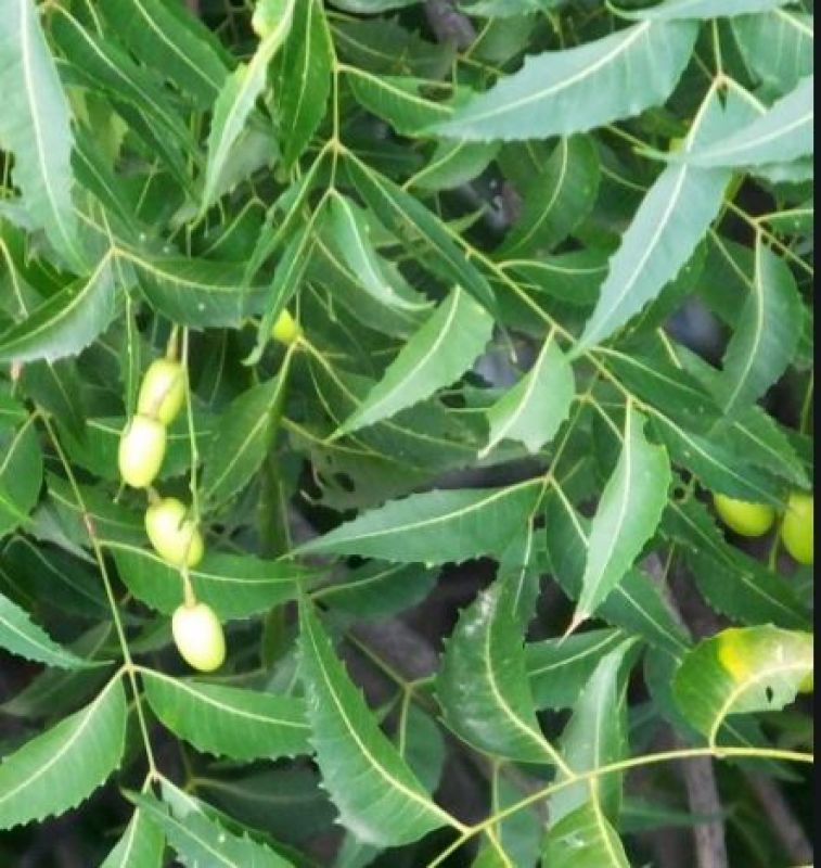 Neem Neem