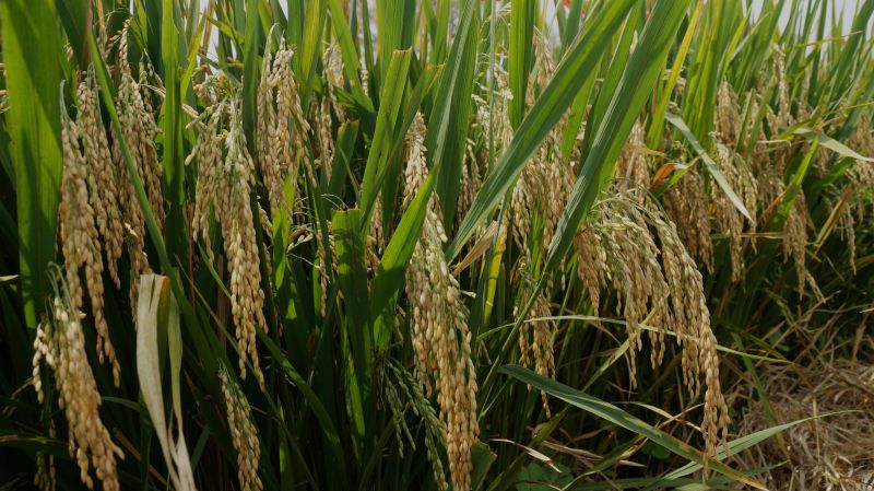 paddy Crop paddy Crop