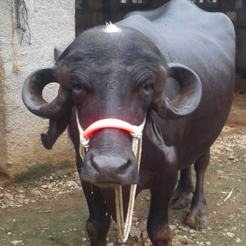 Jafrabadi Buffalo