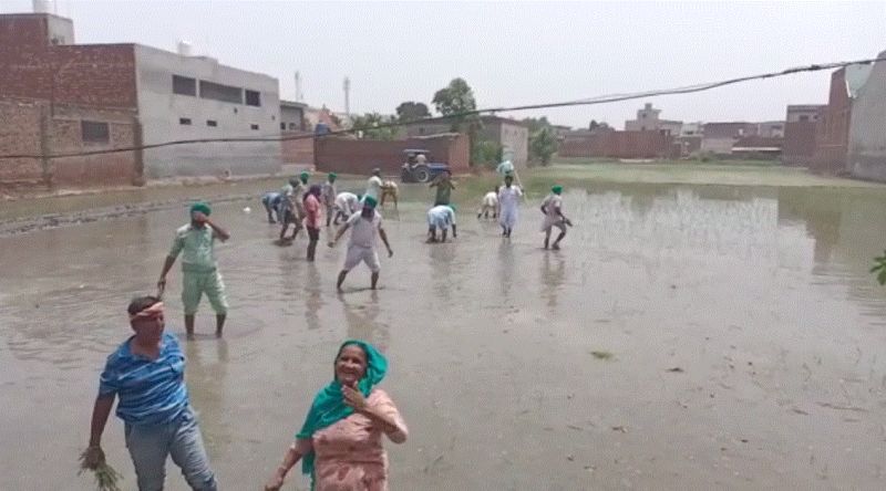 Farmers uproot paddy from BJP leader Harjeet Grewal's field