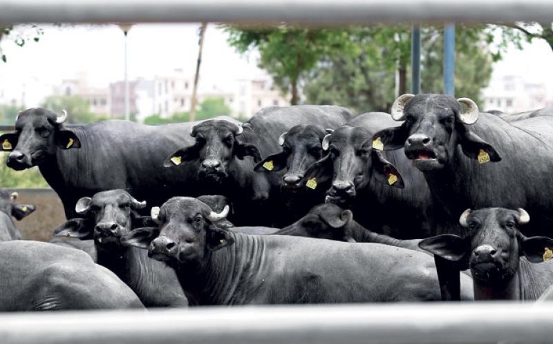 Haryana Cattle Farm 