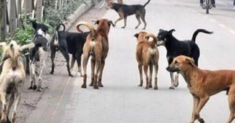 Dogs snatched the elderly