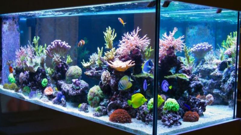 Aquarium Aquarium