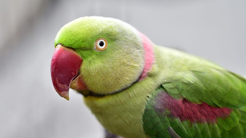 Parrot