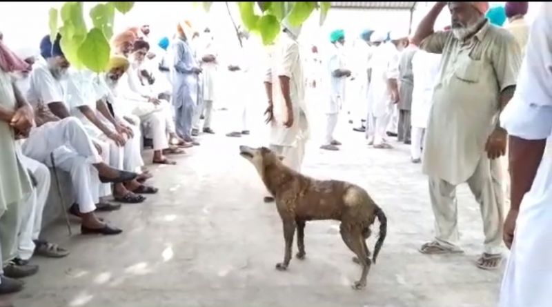 This dog became an example of loyalty 