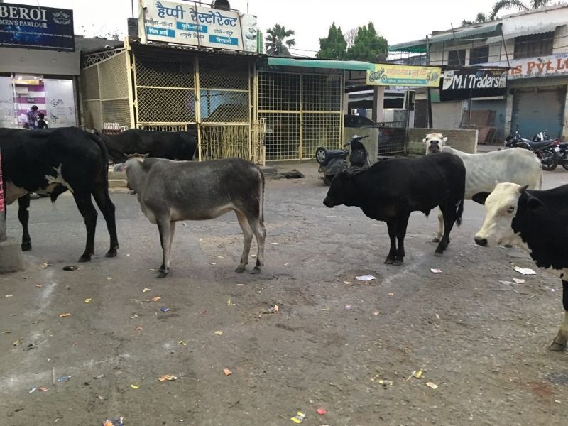Raipur Cattle 