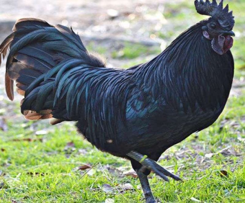 Huge demand of 'Karkanath' Chicken in Corona Period 