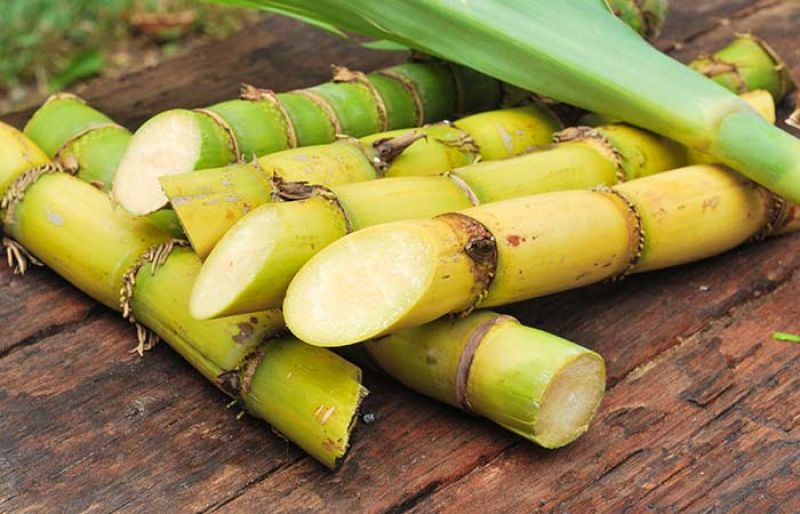 sugarcane sugarcane