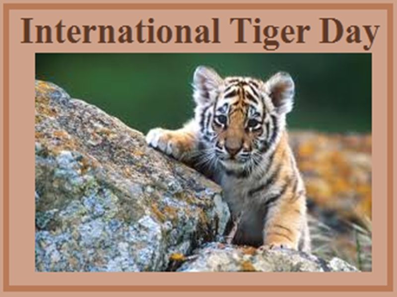 International Tiger Day
