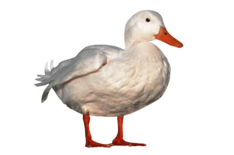 duck
