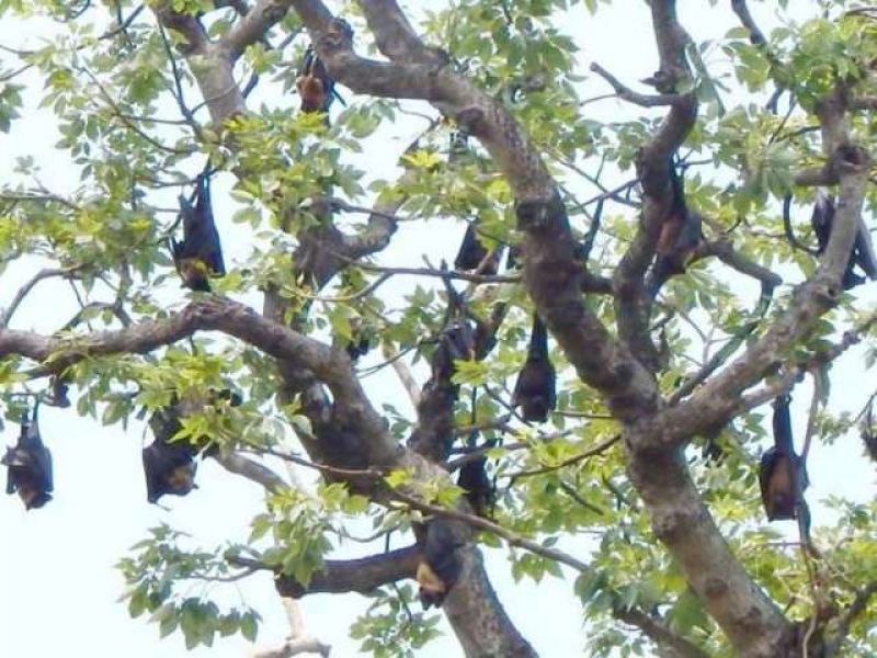 Bats Bats