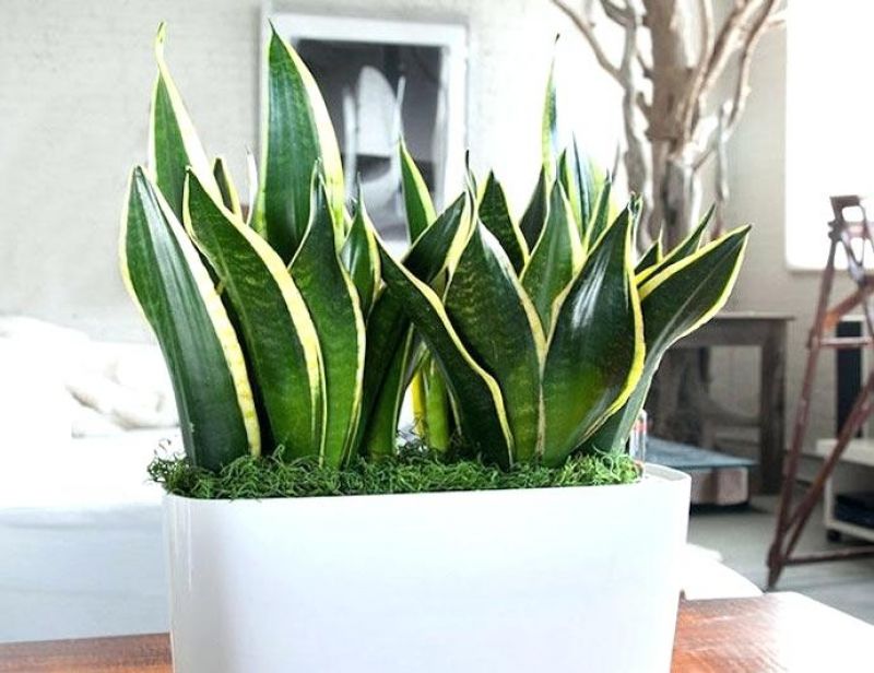 Snake plant