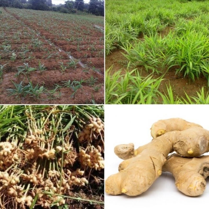 spice Ginger Crop